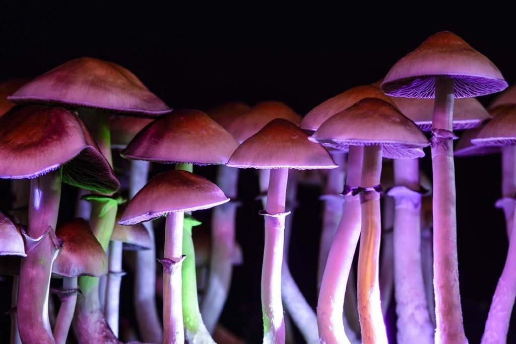 Unlocking the Mystical World: Exploring the Power and Potential of Magic Mushrooms Magicmushrooms